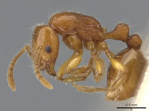 Chelaner xantheklemma specimen