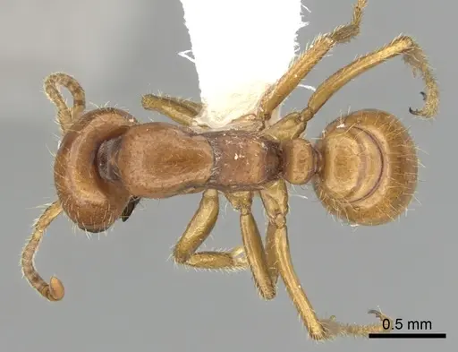 Cheliomyrmex andicola specimen