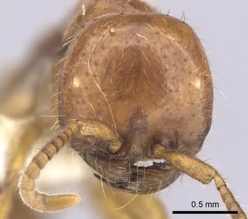 Cheliomyrmex andicola specimen