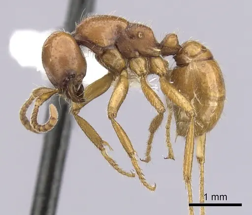 Cheliomyrmex andicola specimen