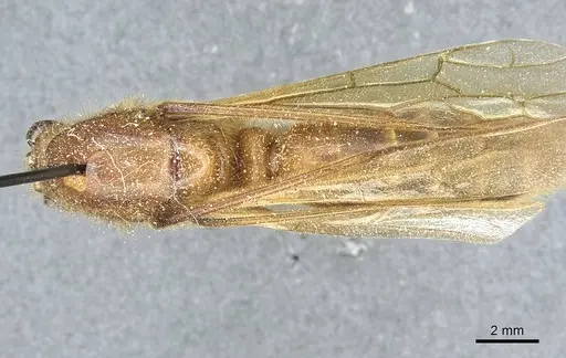 Cheliomyrmex audax specimen