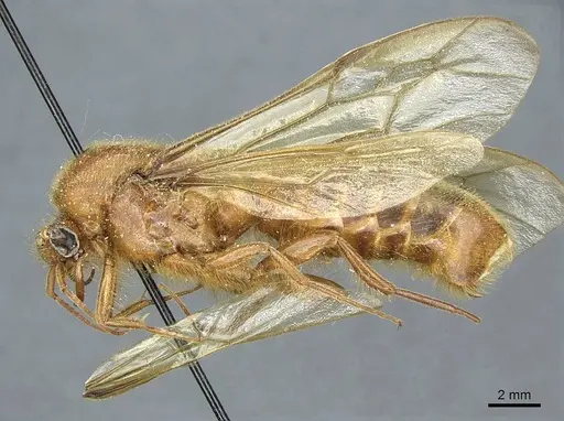 Cheliomyrmex audax specimen