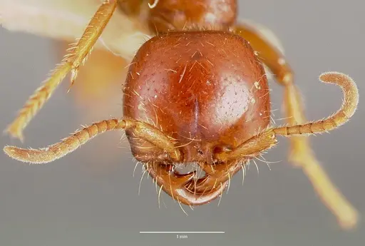Cheliomyrmex megalonyx specimen