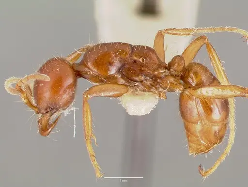 Cheliomyrmex megalonyx specimen
