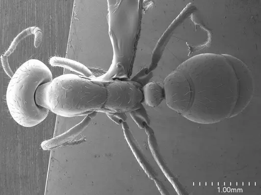 Cheliomyrmex morosus specimen