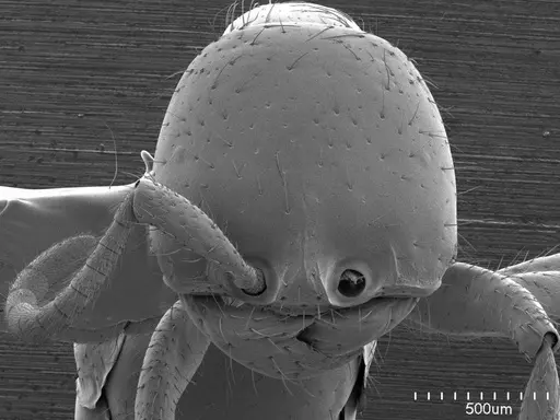 Cheliomyrmex morosus specimen