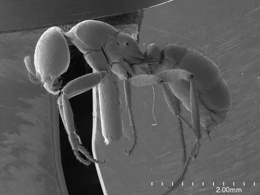 Cheliomyrmex morosus specimen