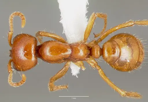 Cheliomyrmex morosus - CASENT0003202