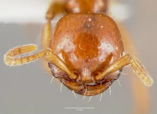 Cheliomyrmex morosus - CASENT0003202