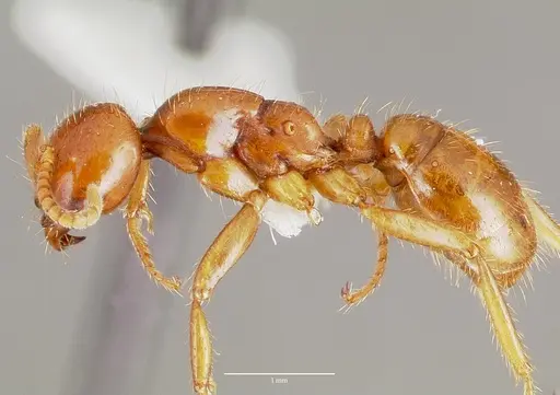 Cheliomyrmex morosus - CASENT0003202