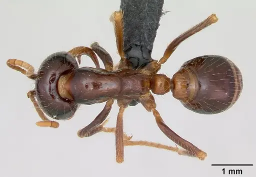 Cheliomyrmex morosus - CASENT0007006