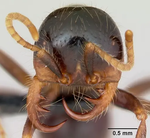 Cheliomyrmex morosus - CASENT0007006
