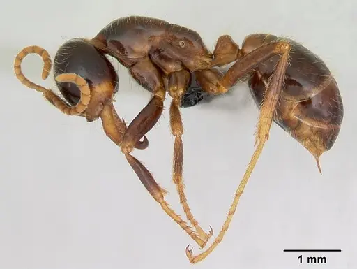 Cheliomyrmex morosus - CASENT0007006