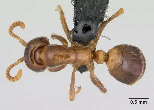 Cheliomyrmex morosus - CASENT0103324