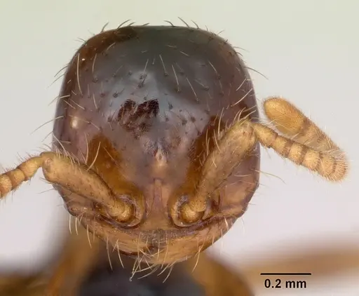 Cheliomyrmex morosus - CASENT0103324