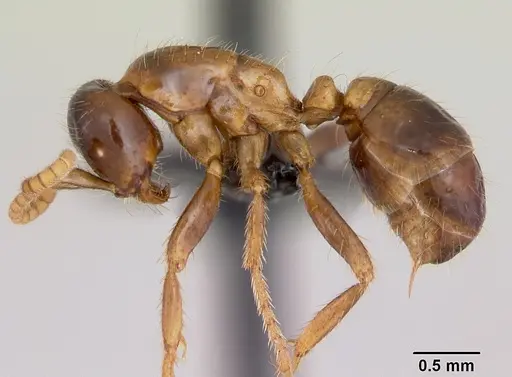 Cheliomyrmex morosus - CASENT0103324