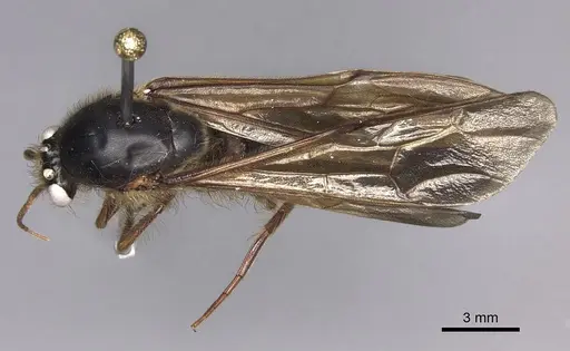 Cheliomyrmex morosus - CASENT0609915