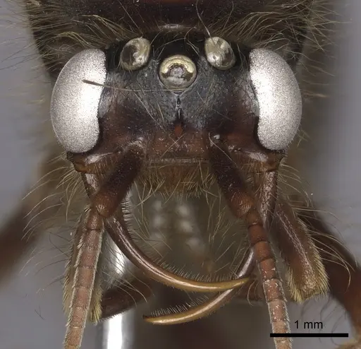 Cheliomyrmex morosus - CASENT0609915