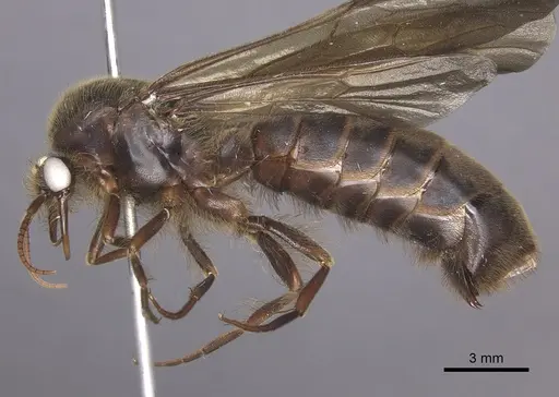 Cheliomyrmex morosus - CASENT0609915