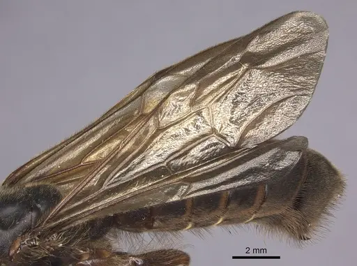 Cheliomyrmex morosus - CASENT0609915