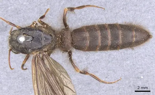 Cheliomyrmex morosus - CASENT0902669