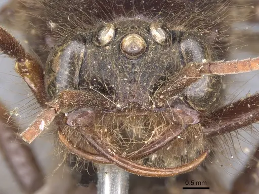 Cheliomyrmex morosus - CASENT0902669