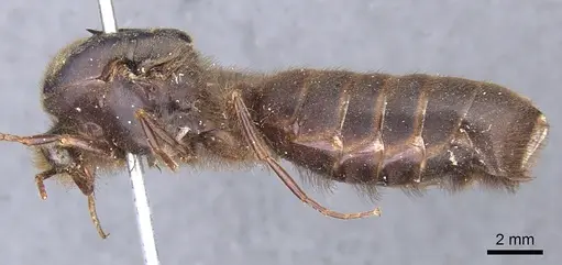 Cheliomyrmex morosus - CASENT0902669