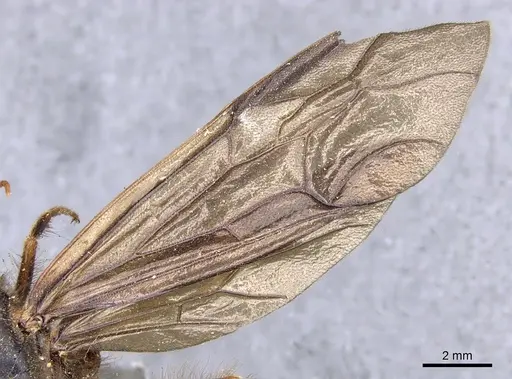 Cheliomyrmex morosus - CASENT0902669