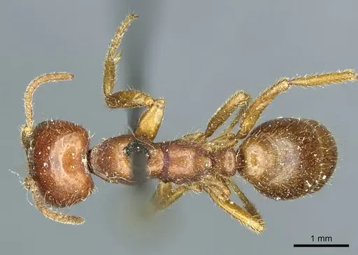 Cheliomyrmex morosus - CASENT0915867