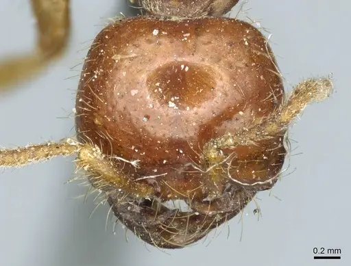 Cheliomyrmex morosus - CASENT0915867