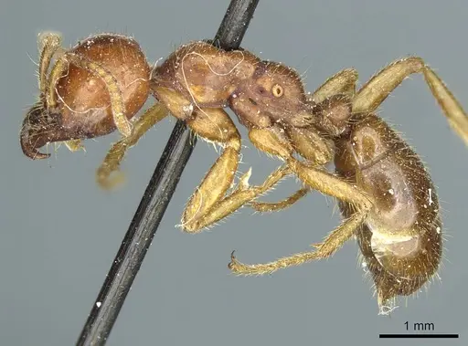 Cheliomyrmex morosus - CASENT0915867