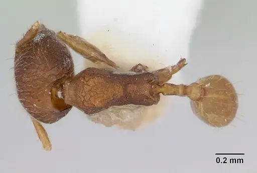 Chimaeridris boltoni specimen