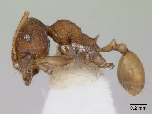 Chimaeridris boltoni specimen