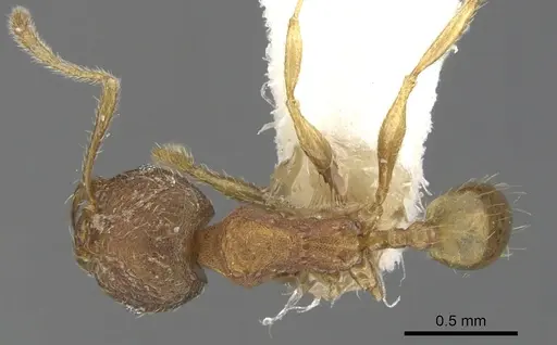 Chimaeridris boltoni - CASENT0901258