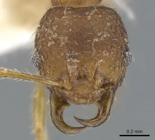 Chimaeridris boltoni - CASENT0901258