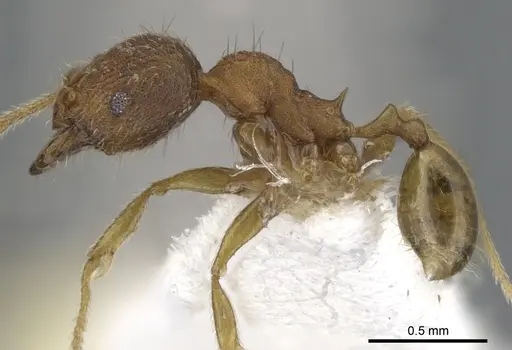 Chimaeridris boltoni - CASENT0901258