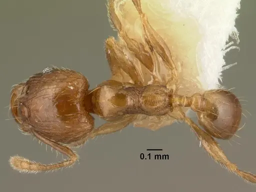 Chimaeridris burckhardti specimen