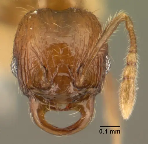Chimaeridris burckhardti specimen