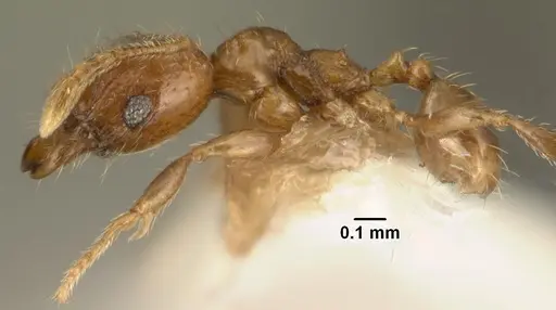 Chimaeridris burckhardti specimen