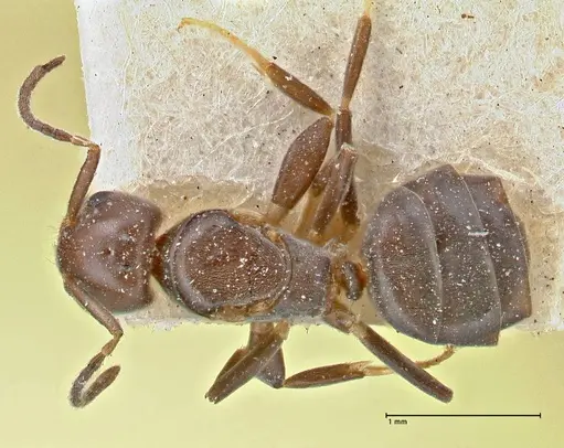 Chronoxenus butteli specimen