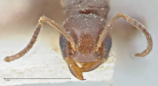 Chronoxenus butteli specimen