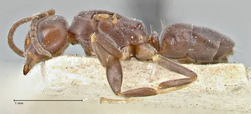 Chronoxenus butteli specimen