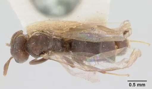 Chronoxenus dalyi specimen