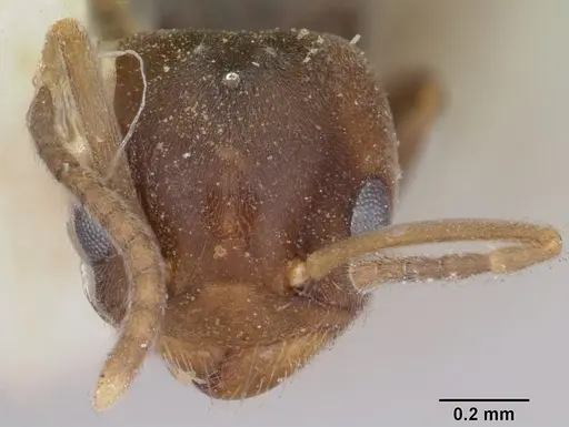 Chronoxenus dalyi specimen