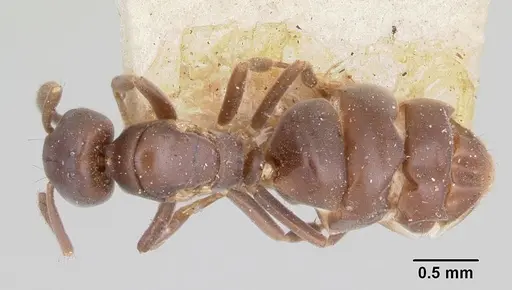 Chronoxenus myops specimen