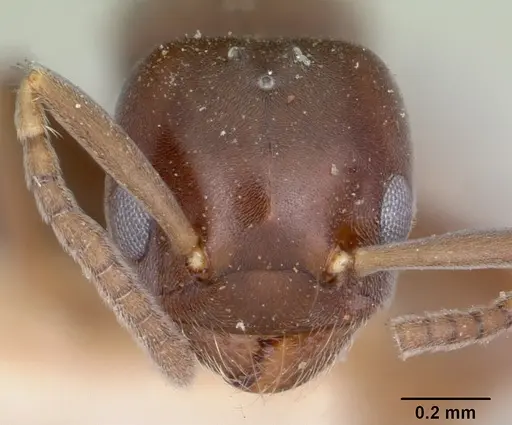 Chronoxenus myops specimen