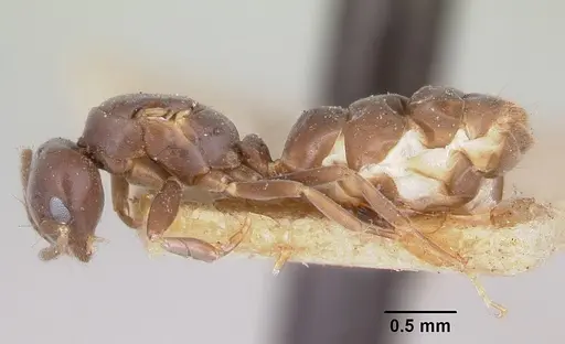 Chronoxenus myops specimen