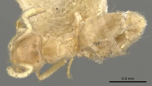 Chronoxenus myops - CASENT0903027