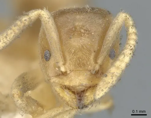 Chronoxenus myops - CASENT0903027