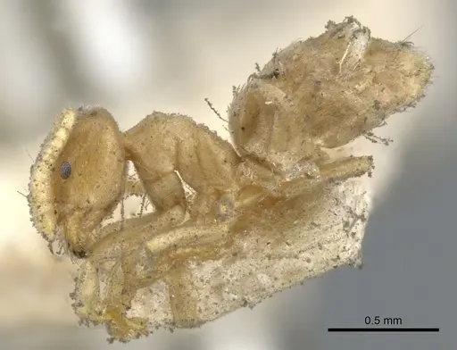 Chronoxenus myops - CASENT0903027